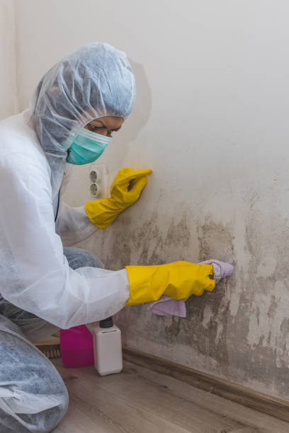Best Environmental Consulting for Mold Prevention  in Pasadena, CA